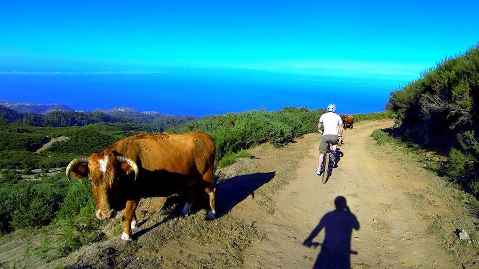 Madeira Native Motion Guest House Fajã da Ovelha Pokoj fotografie